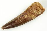 Fossil Spinosaurus Tooth - Real Dinosaur Tooth #204447-1